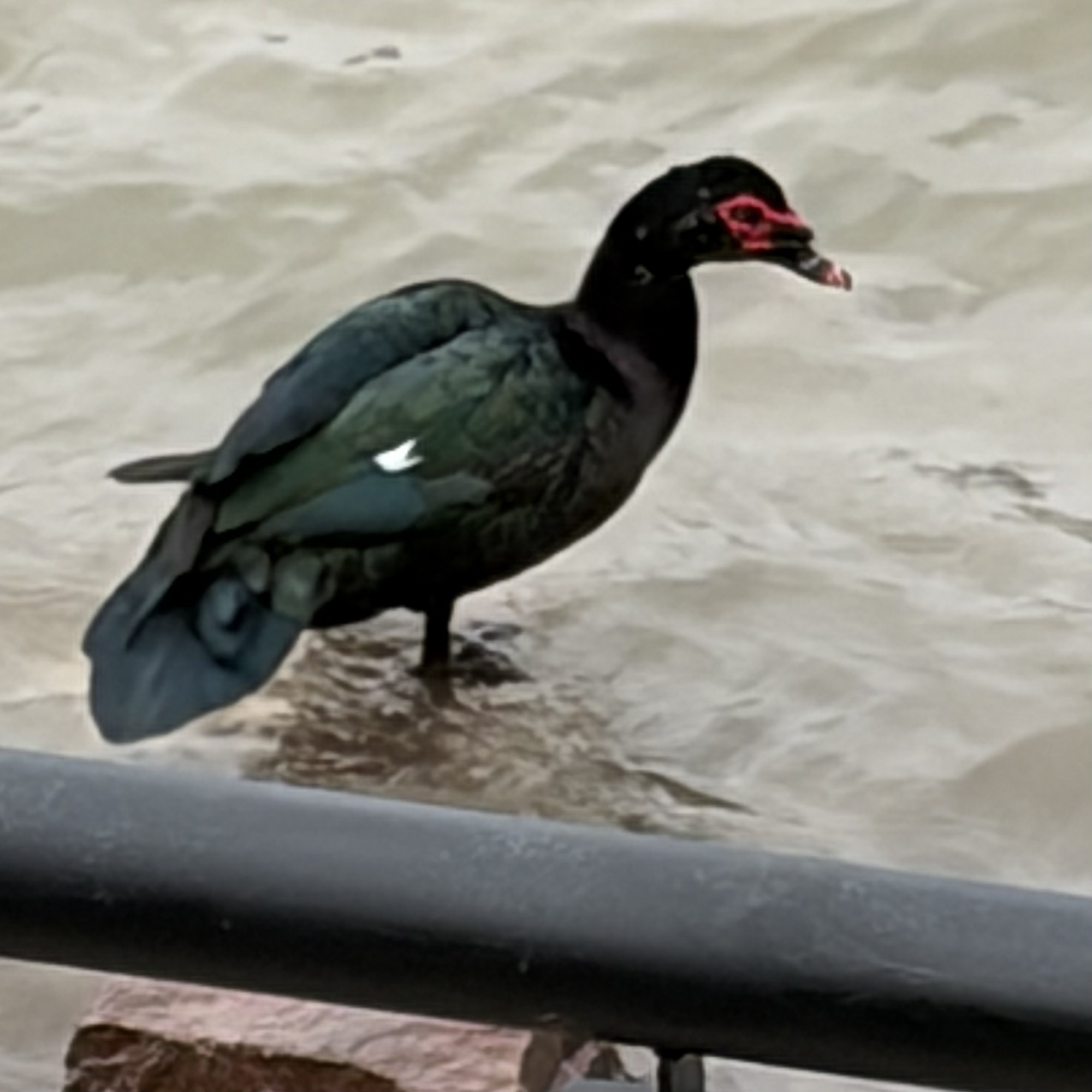 Photo Pato Real
