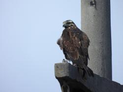 Foto Águila Mora