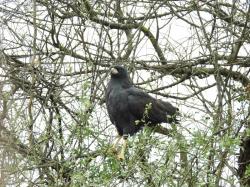Photo Águila Negra
