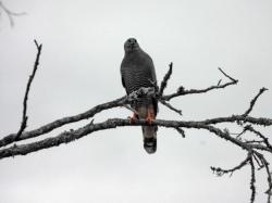 Foto Gavilán Patas Largas