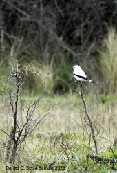 Foto Monjita Blanca