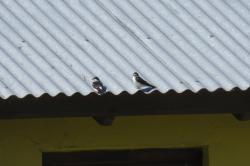 Foto Golondrina Ceja Blanca