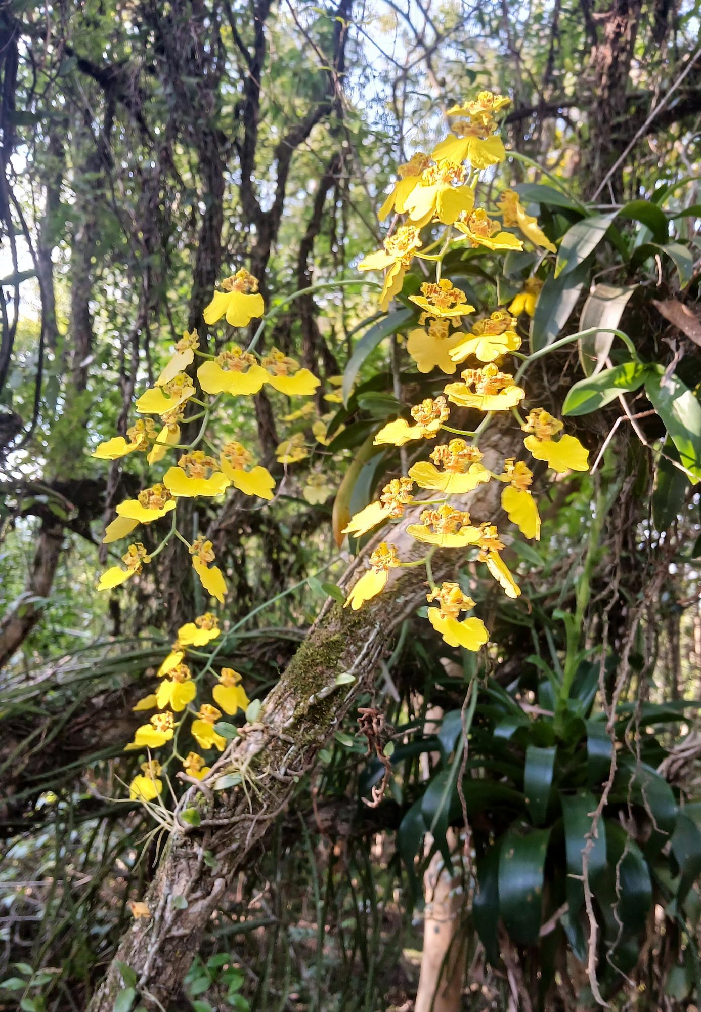 Foto Orquídea Patito