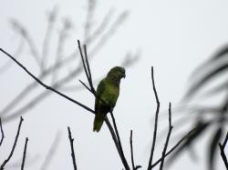 Foto Loro Hablador