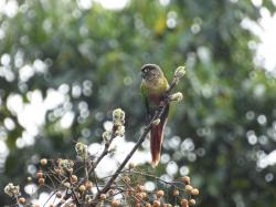 Foto Chiripepé Cabeza Parda