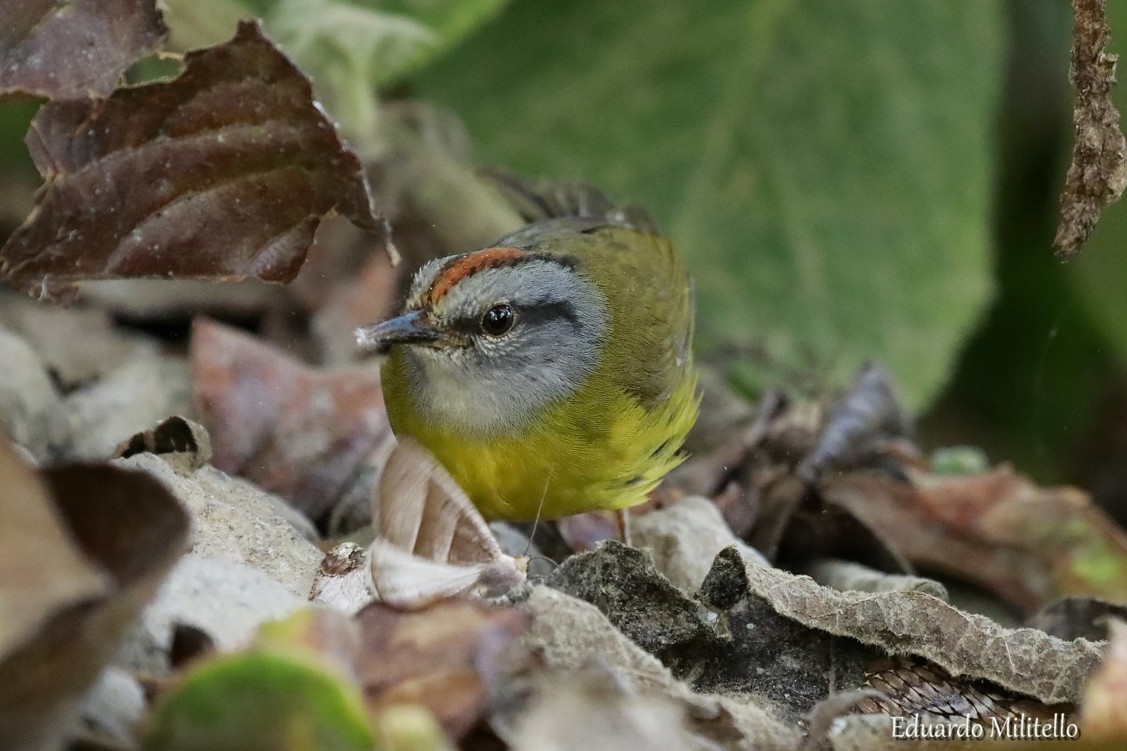 Myiothlypis&nbsp;coronata