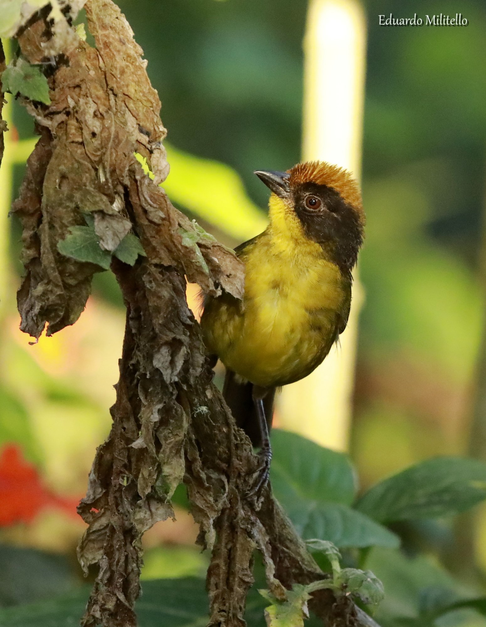 Atlapetes&nbsp;tricolor