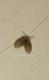 Clogmia albipunctata