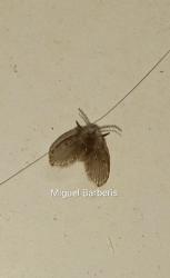 Foto Mosca de la Humedad 