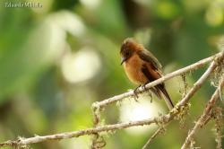 Photo Birro Chico