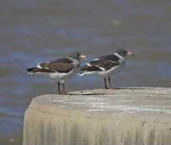 Photo Gaviota Gris
