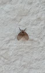 Foto Mosca de la Humedad 