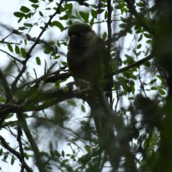 Photo Chiripepé Cabeza Verde