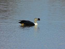 Photo Pato Crestudo