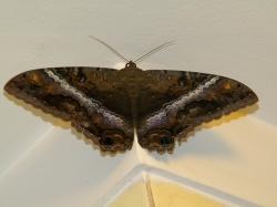 Foto Polilla Bruja