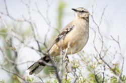 Foto Calandria Mora