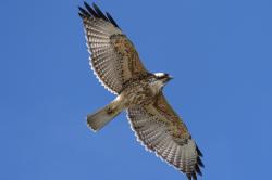 Foto Aguilucho Común