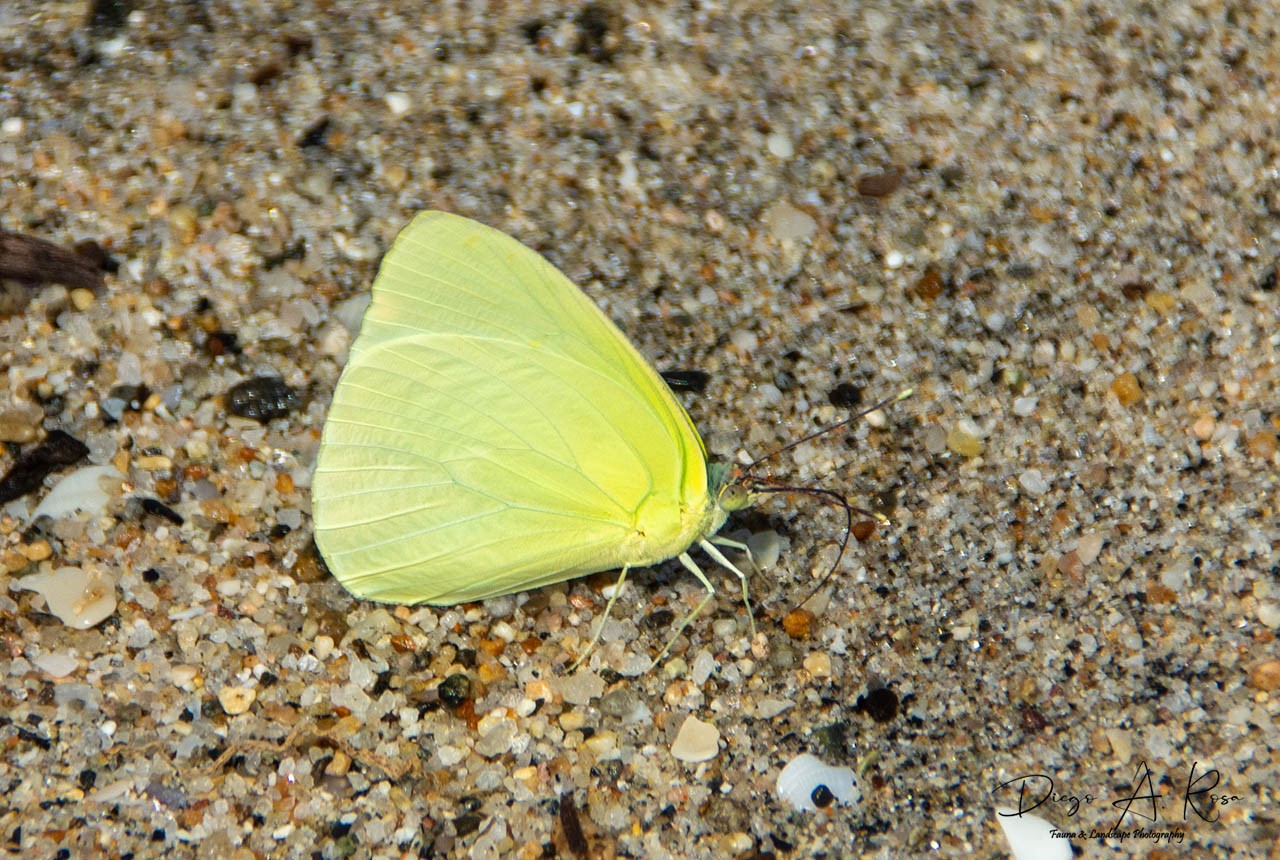 Photo Mariposa Azufre Limón