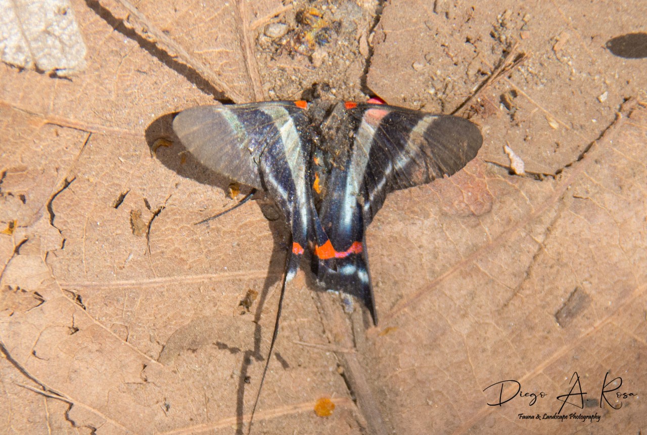 Rethus&nbsp;arcius
