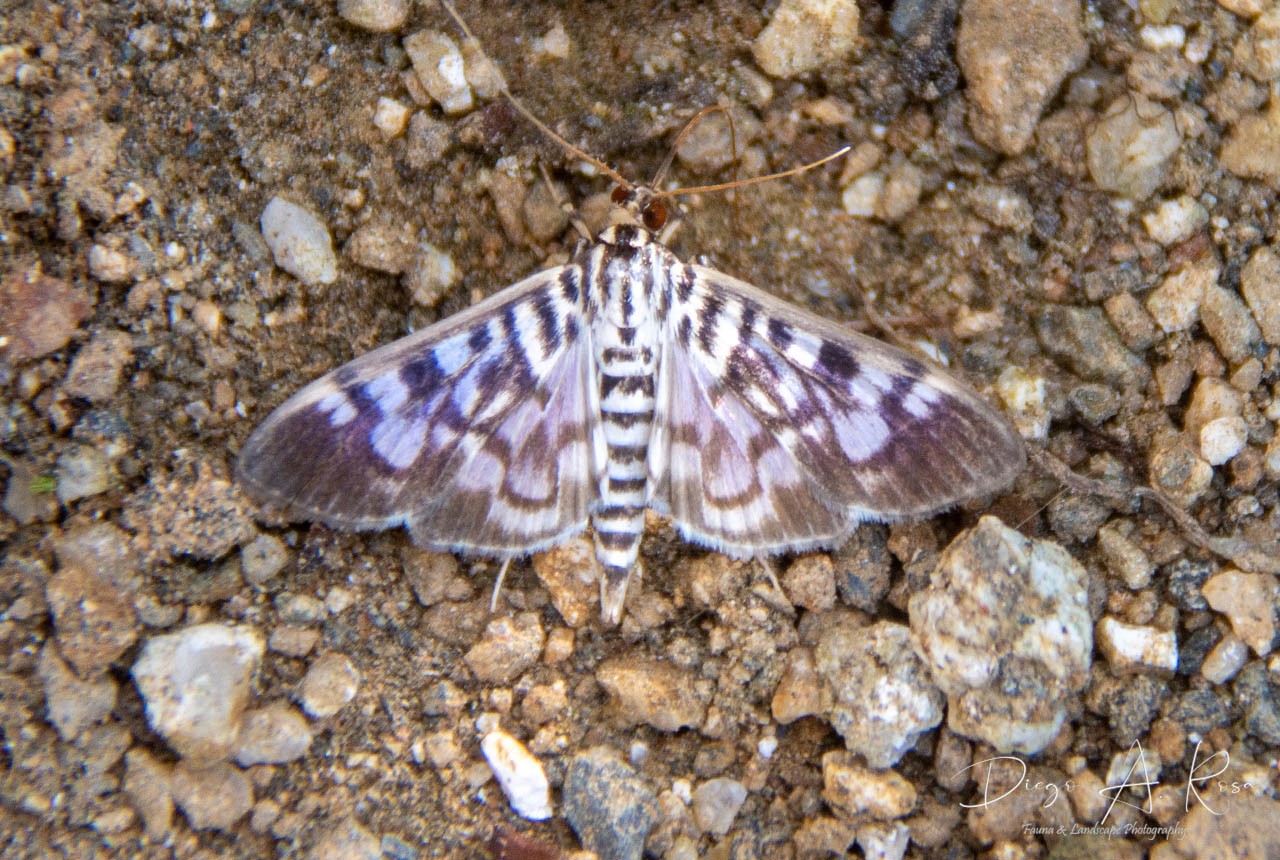 Praeacrospila&nbsp;xiphialis