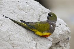 Foto Loro Barranquero