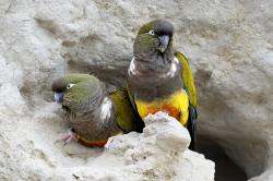 Foto Loro Barranquero