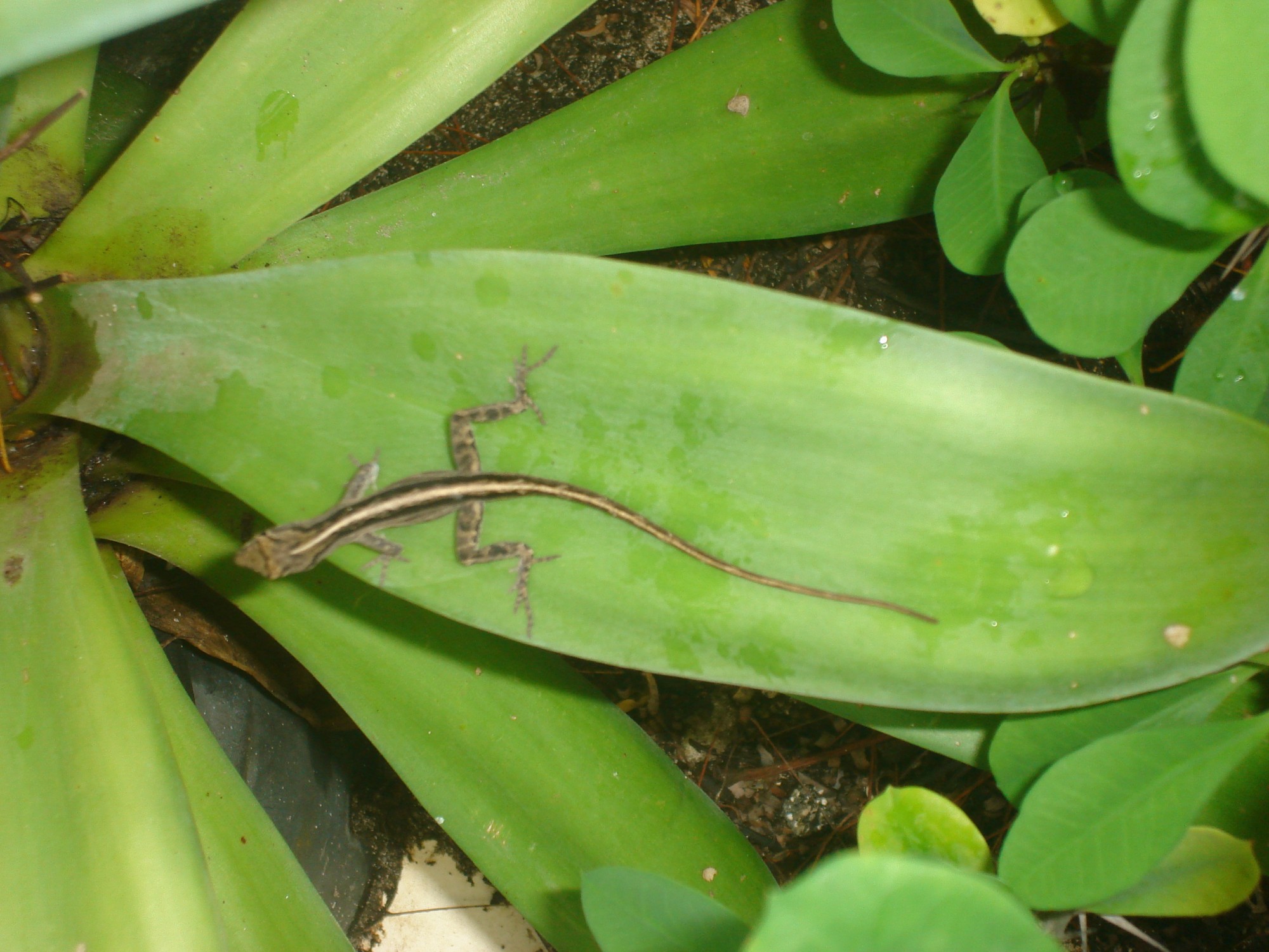 Foto Lagartija Parda Cubana