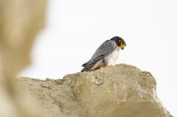 Foto Halcón Peregrino