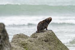 Foto Lobo Marino de Dos Pelos