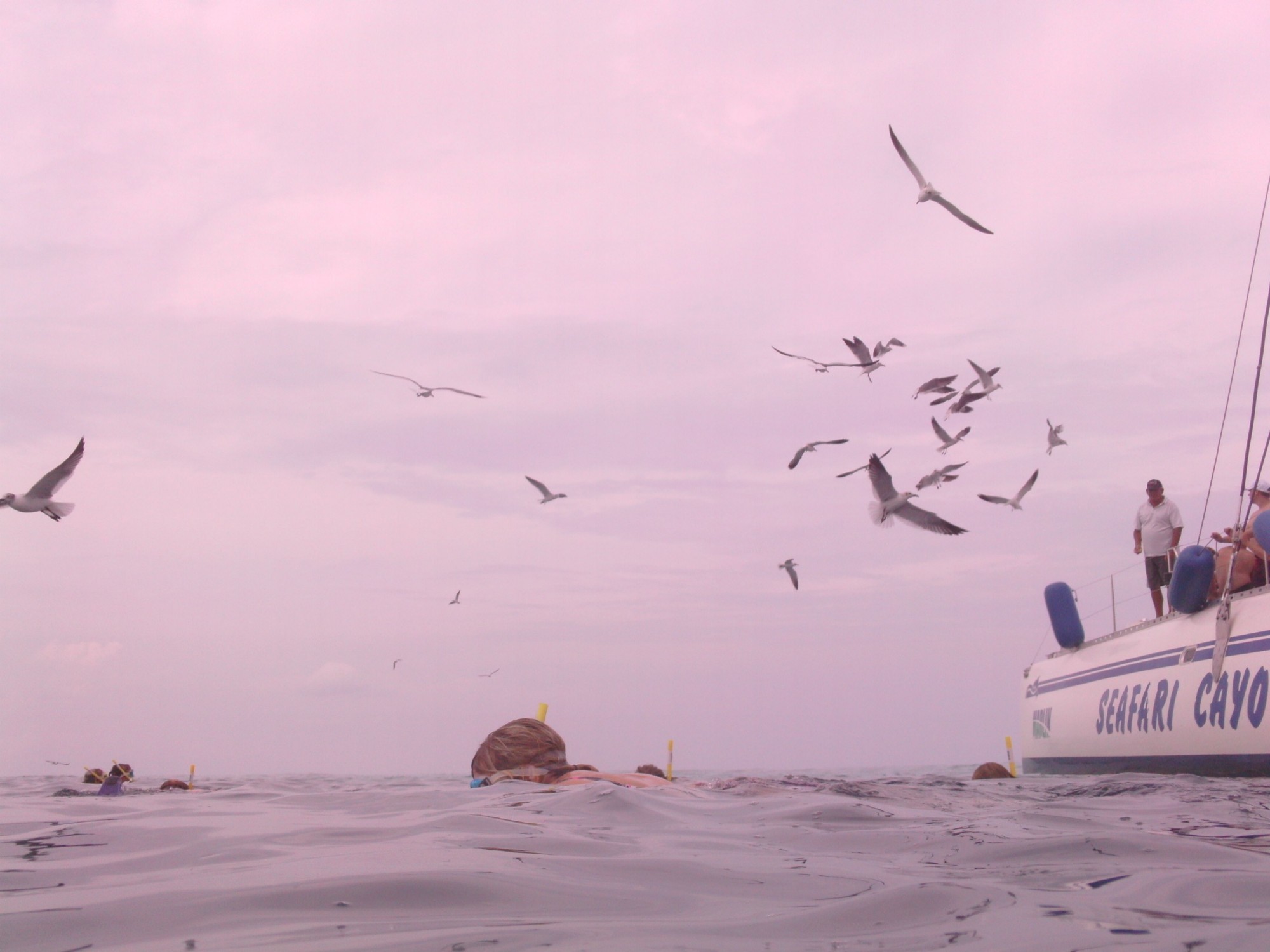 Foto Gaviota Reidora