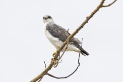 Foto Aguilucho Común