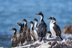 Foto Cormorán Imperial