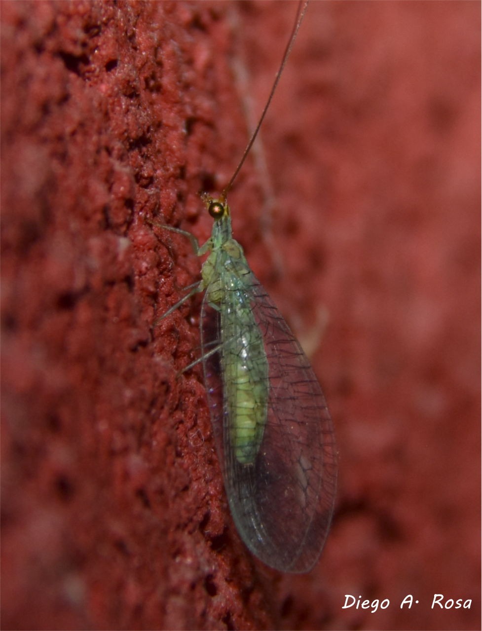 Ungla&nbsp;sp.