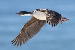 Foto Cormorán Imperial