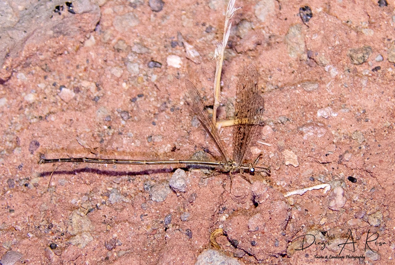Peruveleon&nbsp;sp.