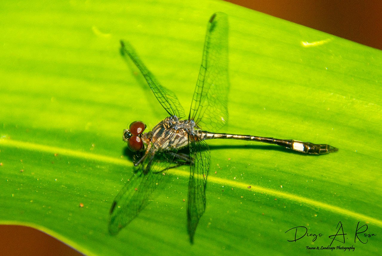 Micrathyria&nbsp;ocellata