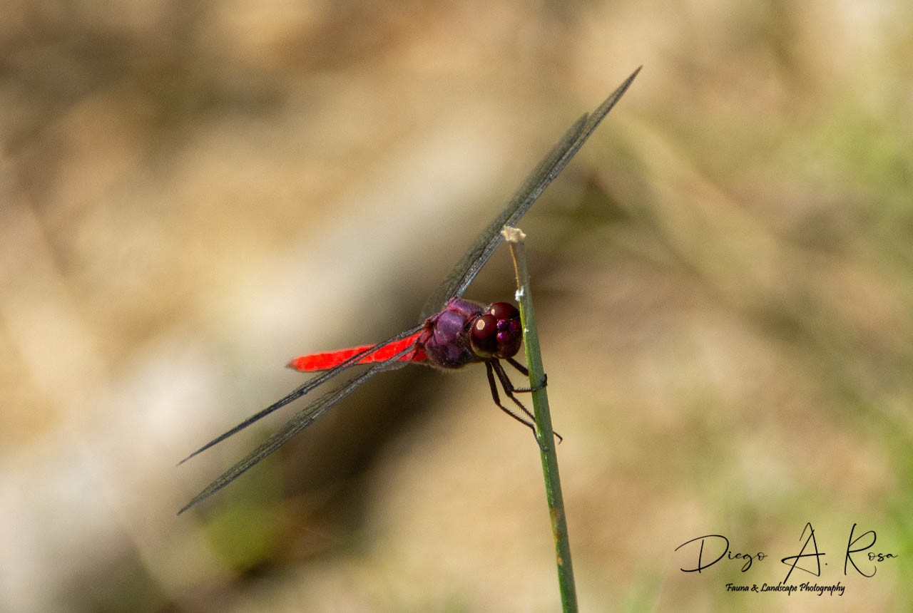Orthemis&nbsp;schmidti