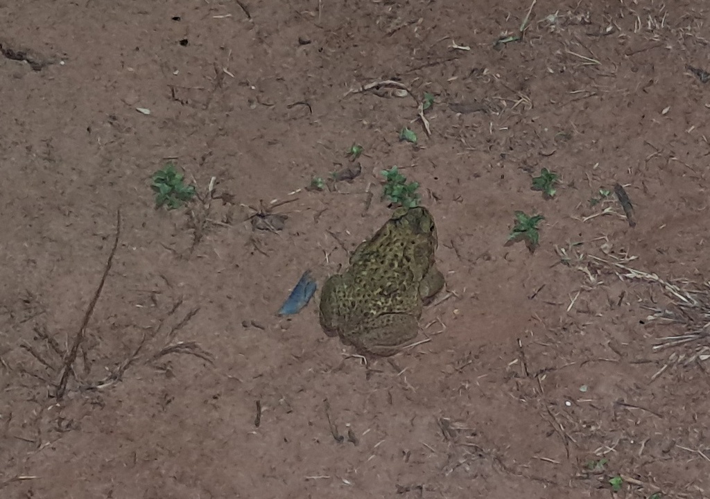 Photo Sapo Cururú