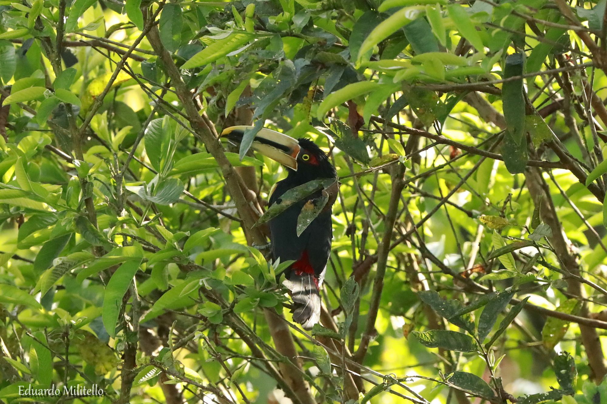 Pteroglossus&nbsp;torquatus