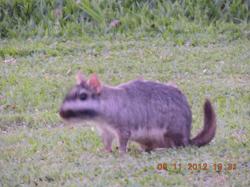 Foto Vizcacha