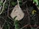 Polybia scutellaris