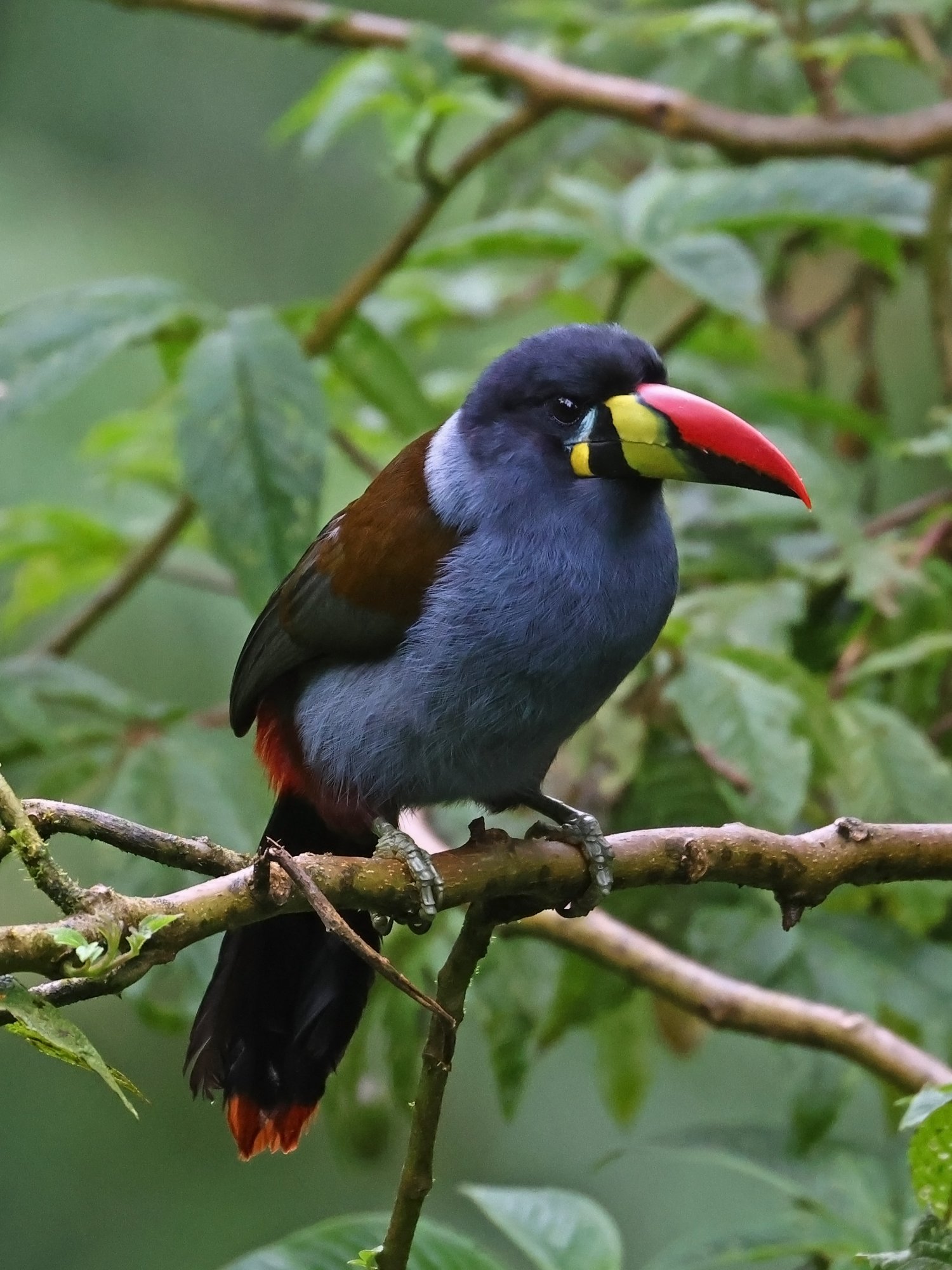 Foto Tucán Andino Pechigris