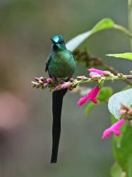 Photo Silfo Coliverde