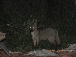 Foto Zorro Gris Pampeano
