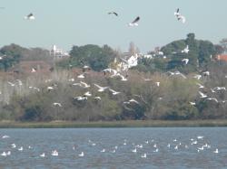 Photo Gaviota Capucho Gris