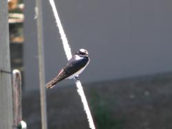 Photo Golondrina Ceja Blanca