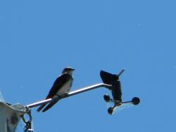 Foto Golondrina Parda