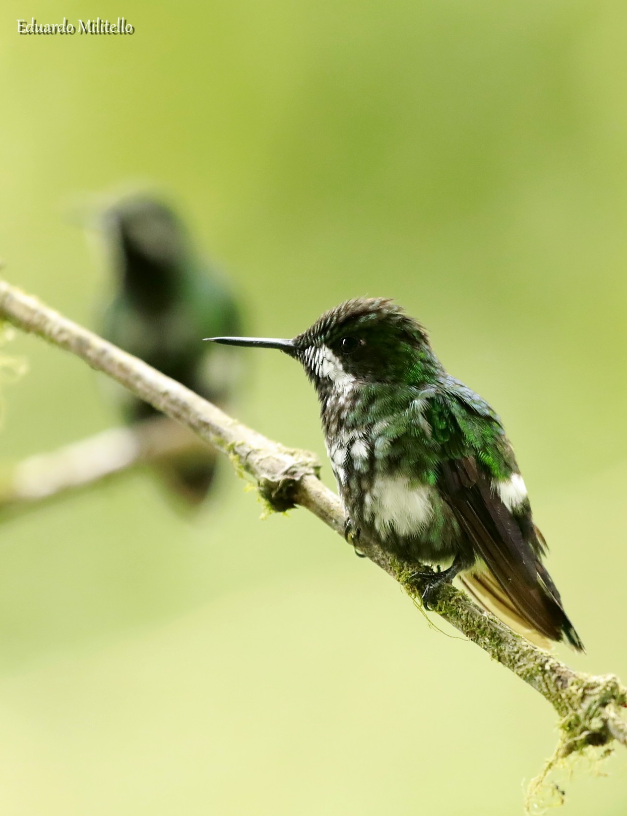 Photo Rabudito Verde