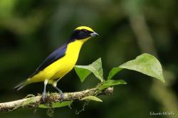 Foto Euphonia Piquigruesa