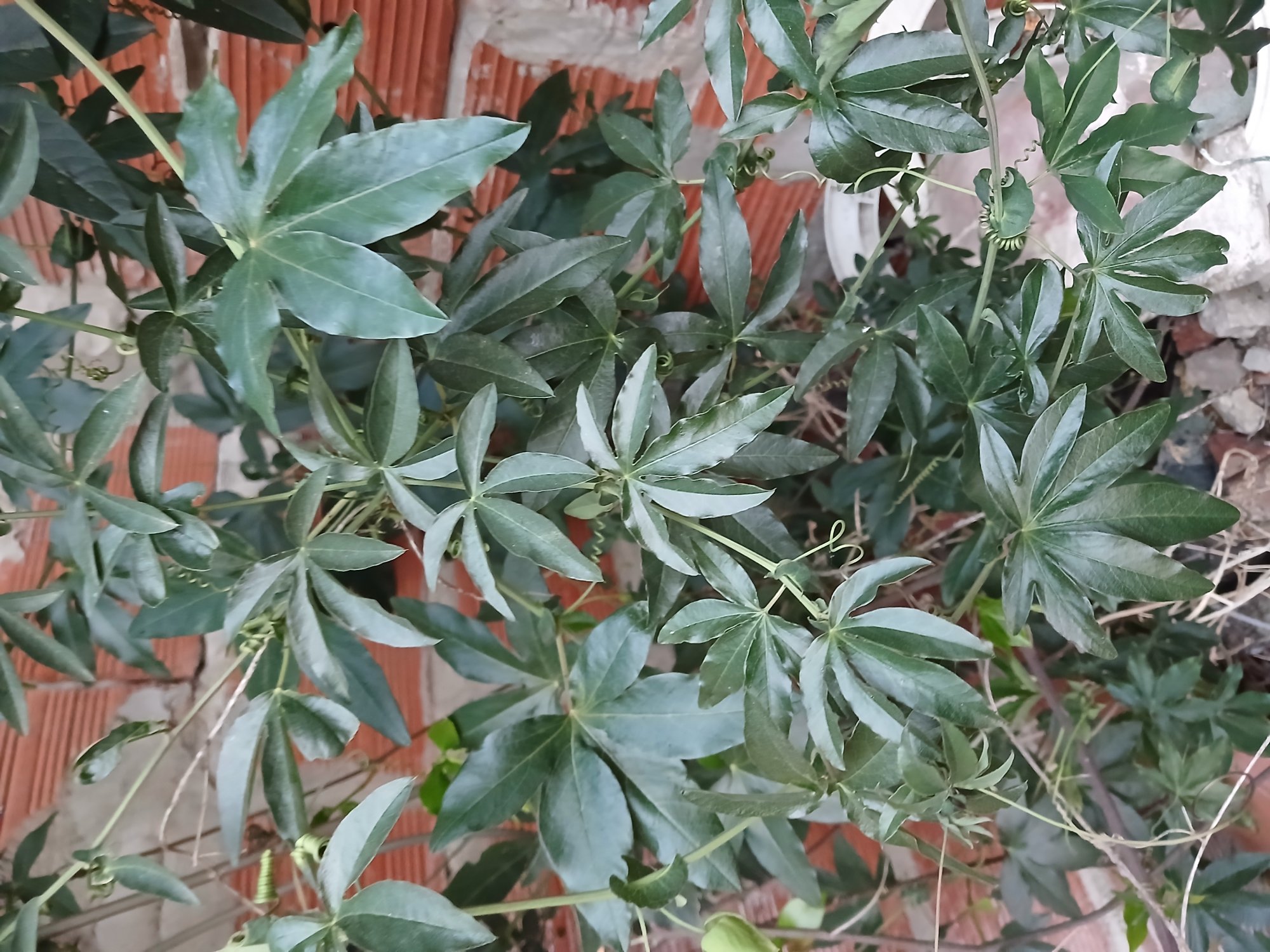 Foto Mburucuyá